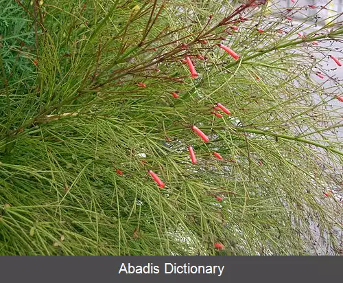 عکس مرجانی سرخ (سرده)