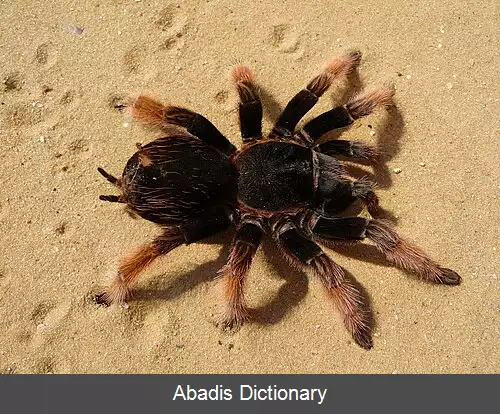 عکس رتیل صورتی مکزیکی