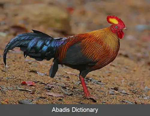 عکس مرغ جنگلی سری لانکا