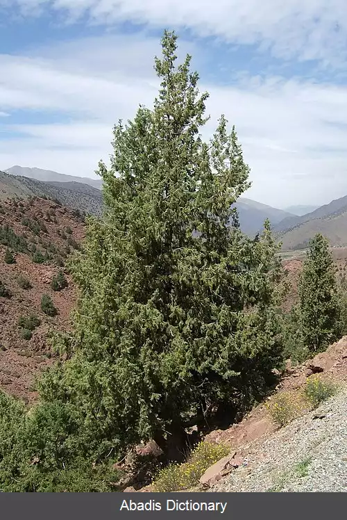 عکس سرو مراکشی