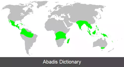 عکس عنکبوت های زره پوش