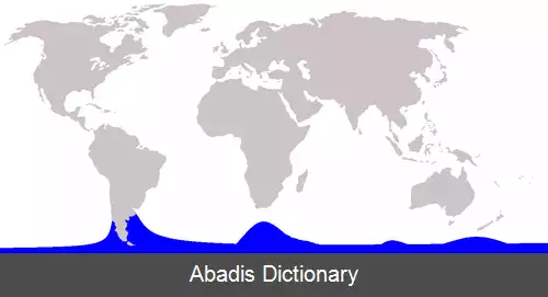 عکس دلفین ساعت شنی