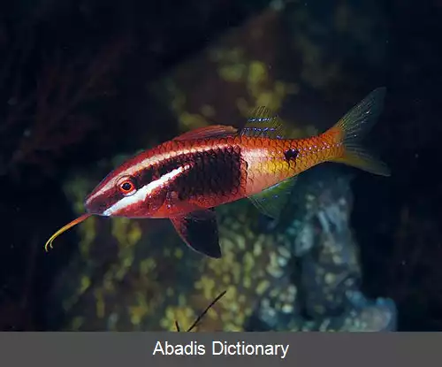 عکس بزماهی دورنگه