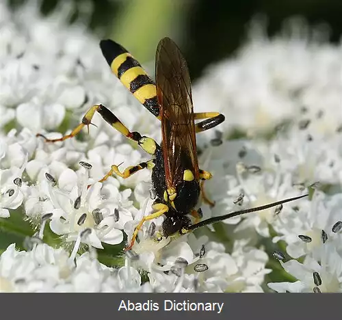 عکس زنبورهای عقربی