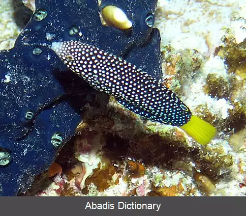 عکس زمردماهی خال خالی