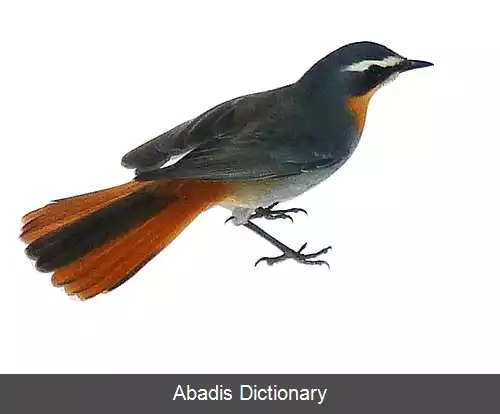 عکس چک سینه سرخ دماغه