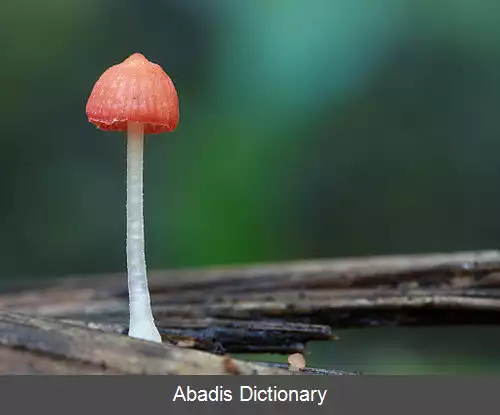 عکس کلاه پارچه ای سرخ گون