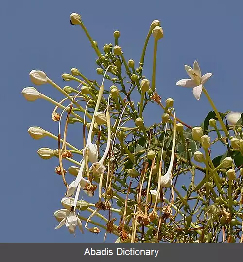 عکس یاس درختی (سرده)