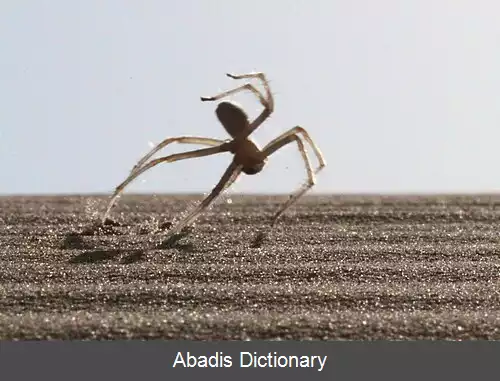 عکس عنکبوت آکروبات باز مراکشی