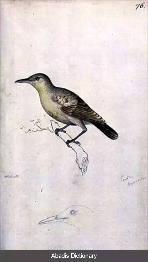 عکس سسک نیزار نوک دراز