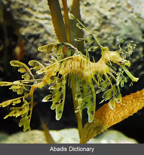 عکس استتار زیر آب