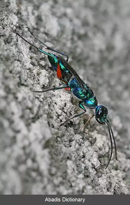 عکس زنبور زمردی