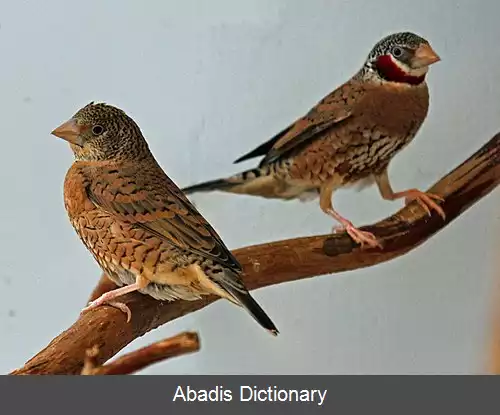 عکس سهره گلوبریده