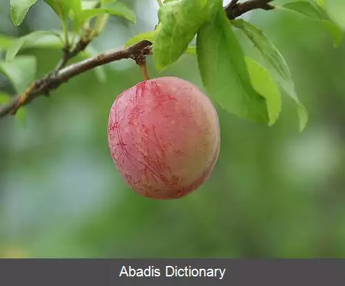 عکس آلوی ژاپنی