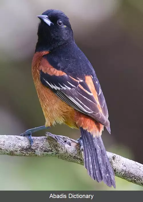 عکس پری شاهرخ باغستان