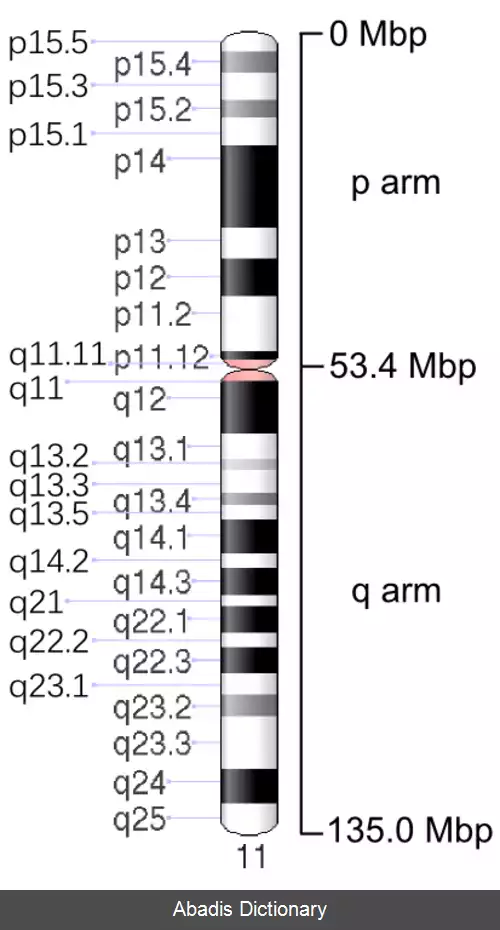 عکس کروموزوم ۱۱ (انسان)