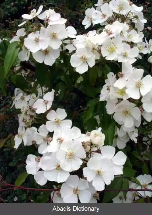 عکس رز هنری