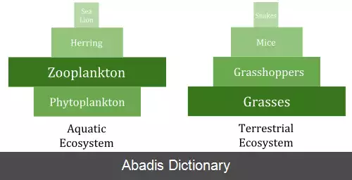 عکس هرم بوم شناختی