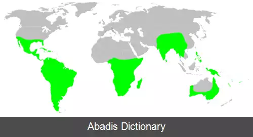 عکس رتیل قیف تنک