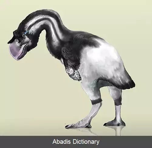 عکس راهوارمرغ ها