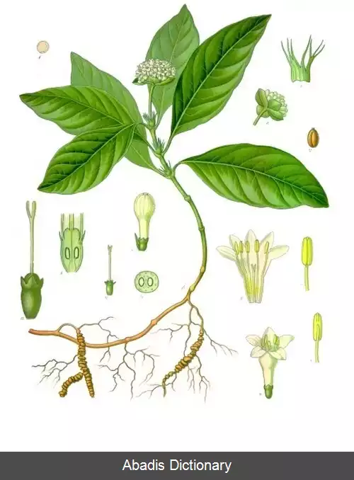 عکس ایپکاکوانا