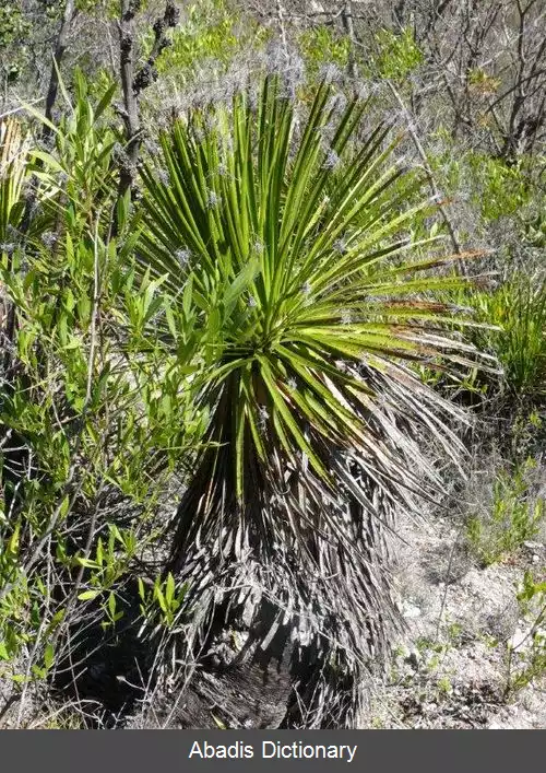 عکس چمچه تابناک