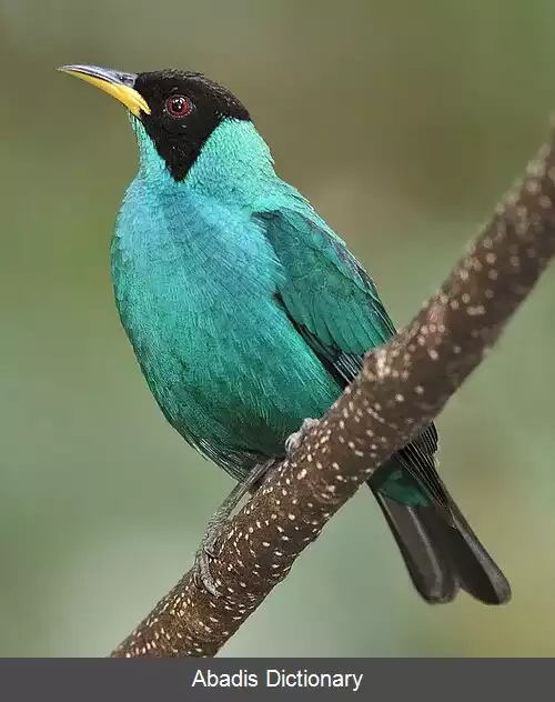 عکس عسل کش سبز
