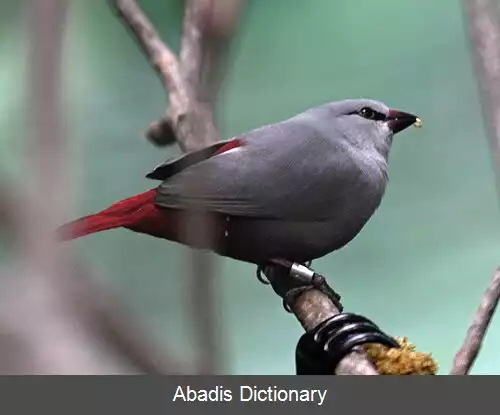 عکس نوک مومی گلناری