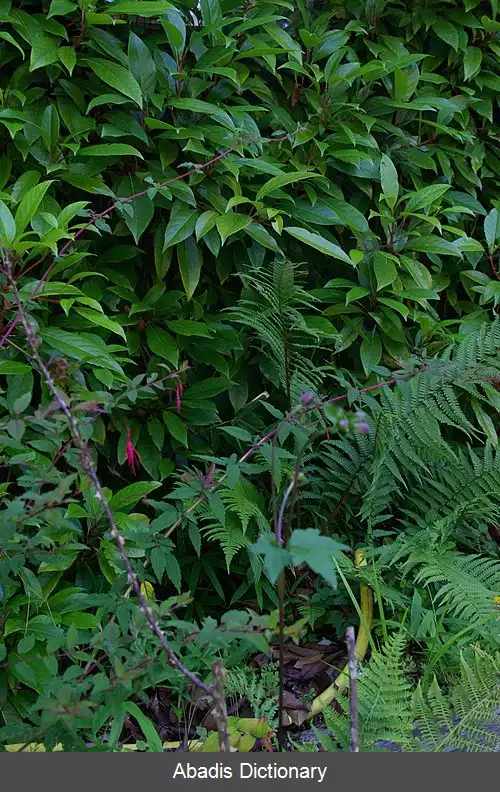 عکس رز عربی