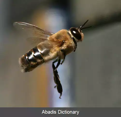 عکس زنبور عسل نر