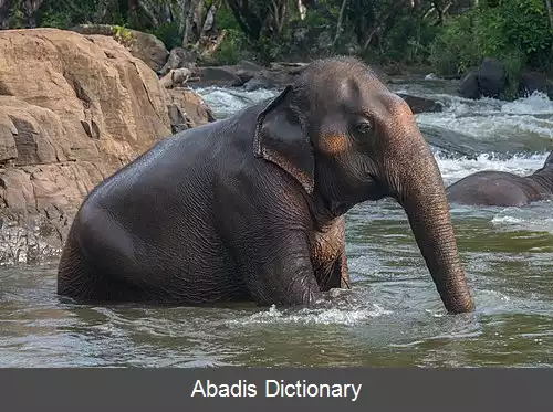 عکس فیل آسیایی