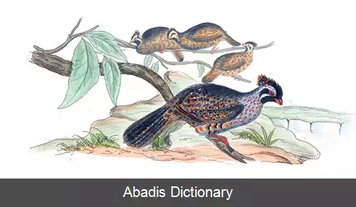 عکس کبک جنگلی دم دراز