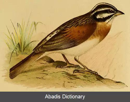 عکس زردپره سقطرا