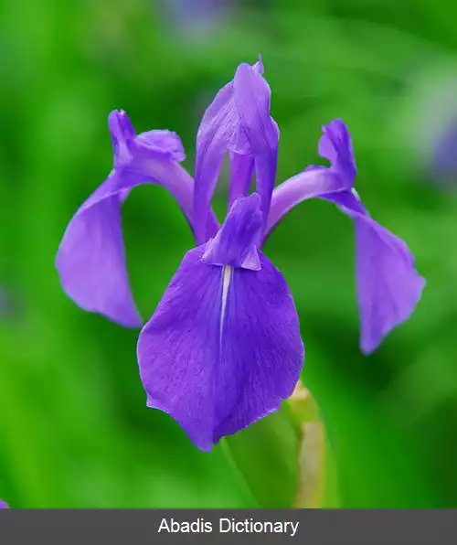 عکس زنبق گوش خرگوشی