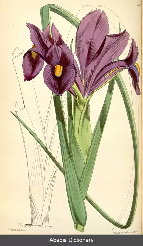 عکس زنبق برگ رشته ای