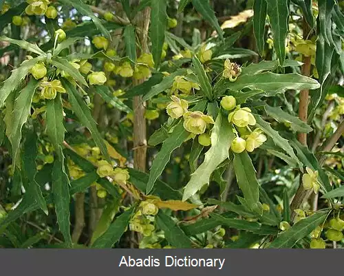 عکس زرشک گاگنپین