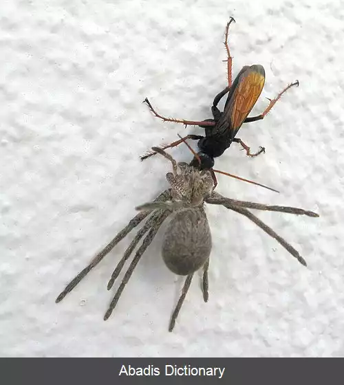 عکس زنبورهای شکاری