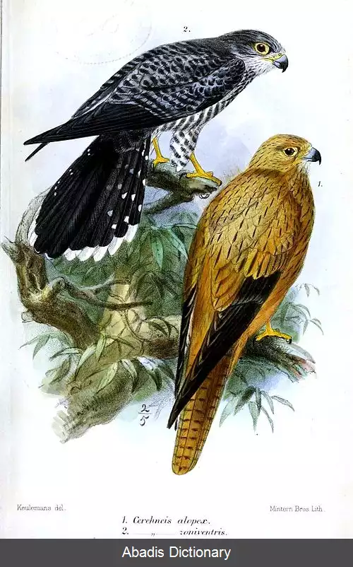 عکس دلیجه روباه