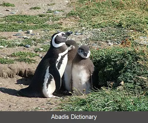 عکس پنگوئن ماژلان