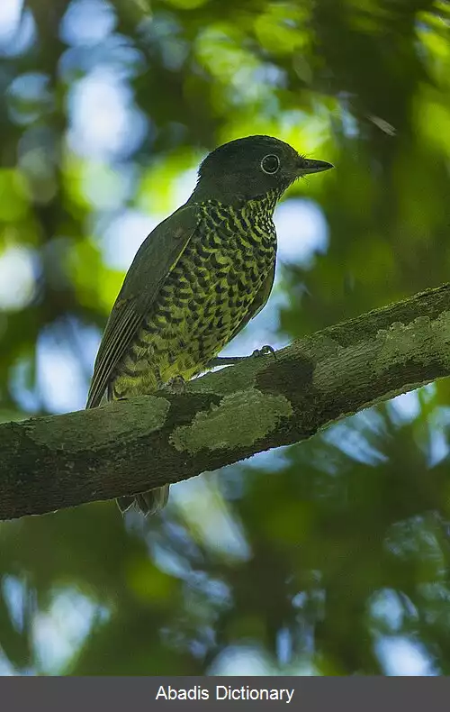 عکس سنگ چشم نماها
