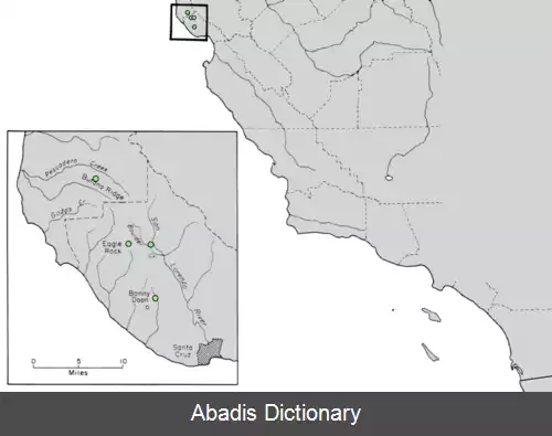 عکس سرو سانتا کروز