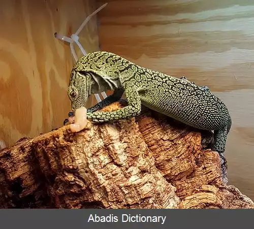 عکس بزمجه درختی بیاک