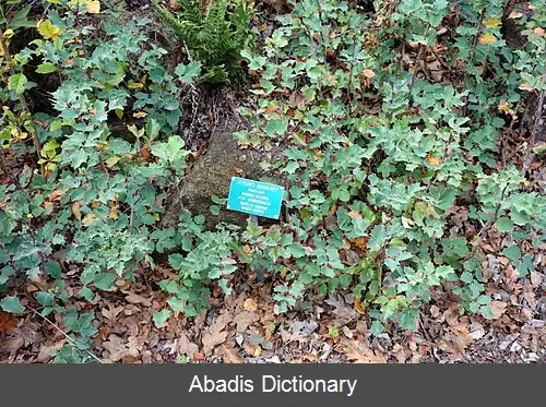 عکس زرشک جپسون