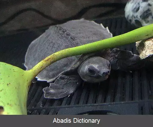 عکس فهرست تیره های لاک پشت ها