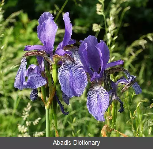 عکس زنبق های دریاچه ای