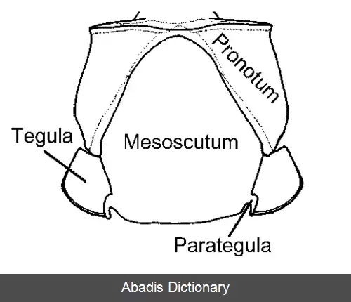 عکس زنبور کوزه گر