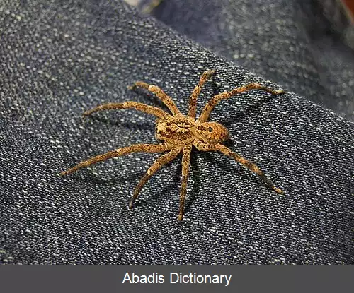 عکس عنکبوت های گرگی دروغین