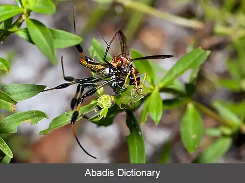 عکس زنبورهای تارتنک گیر