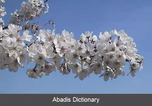 عکس سومی یوشینو