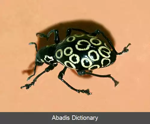 عکس سوسکچه دماغ دراز پشت حلقه ای
